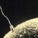 Giving Life - A Sperm Cell Fertilising An Ovum