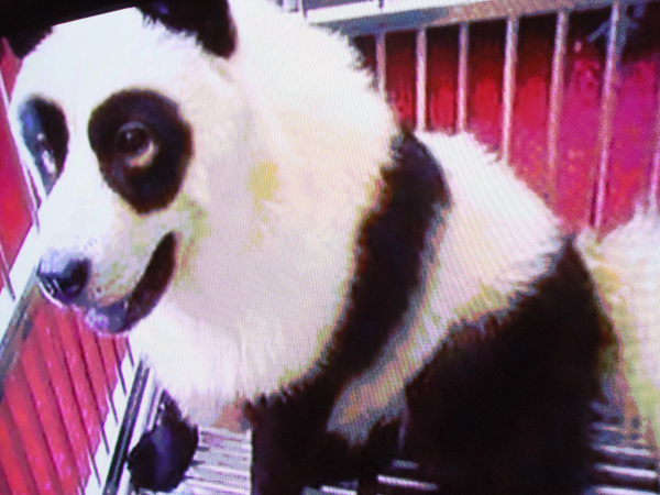 Riiko Sakkinen | Installation Views | Judas Arrieta & Riiko Sakkinen, Feat. Cao Huan Yi: Operation Golden Monkey